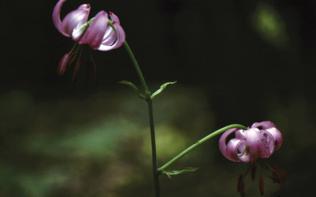 Baron_F6_lilium_martagon_2