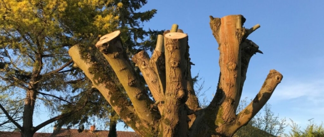 arbre élagué