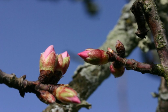 Amandiers bourgeons rose amandier