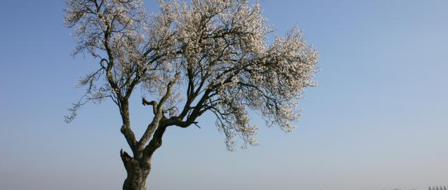 vieil amandier en fleurs
