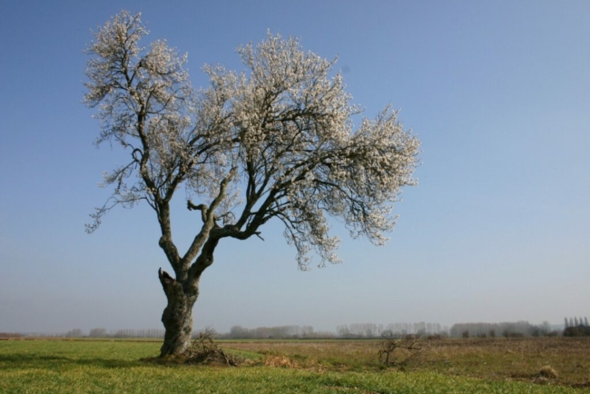 Amandiers vieil amandier en fleurs