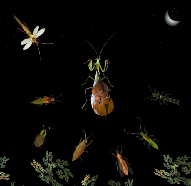 mante religieuse contrebasse ciel étoilé insectes lune