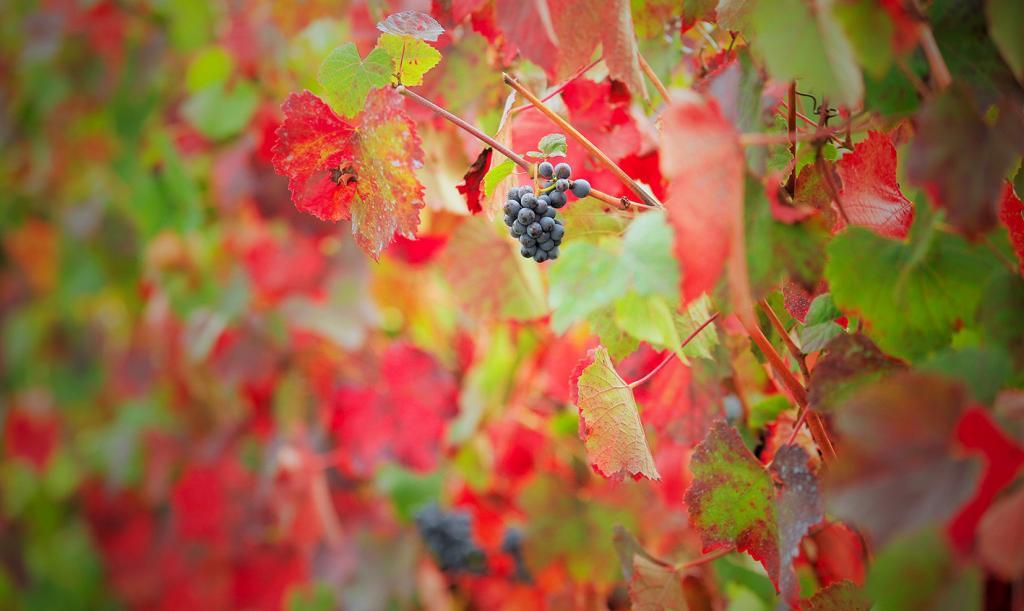 photographie vignes grappe