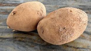 Photographie de deux pommes de terre